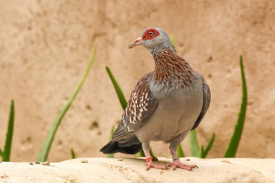 Close-up of a bird