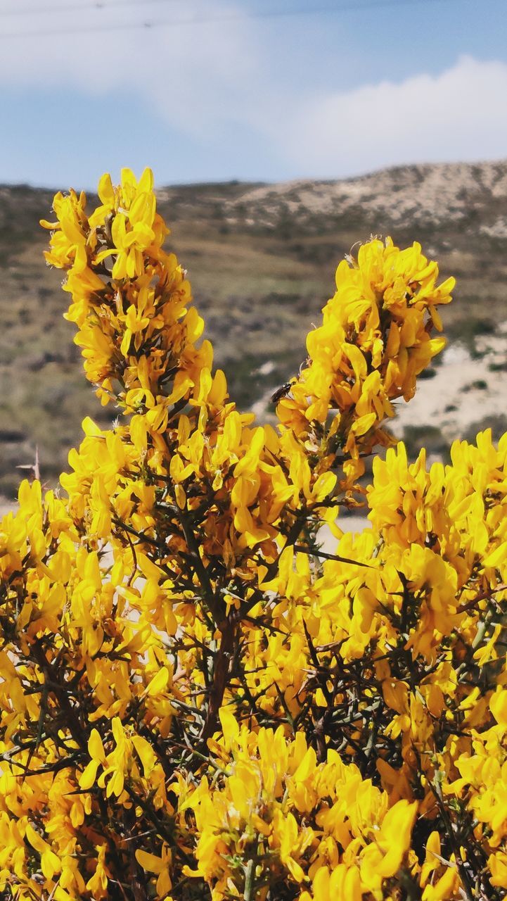 CLOSE-UP OF YELLOW FLOWERING PLANT DURING RAINY SEASON