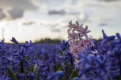 Close-up of purple flowering plants