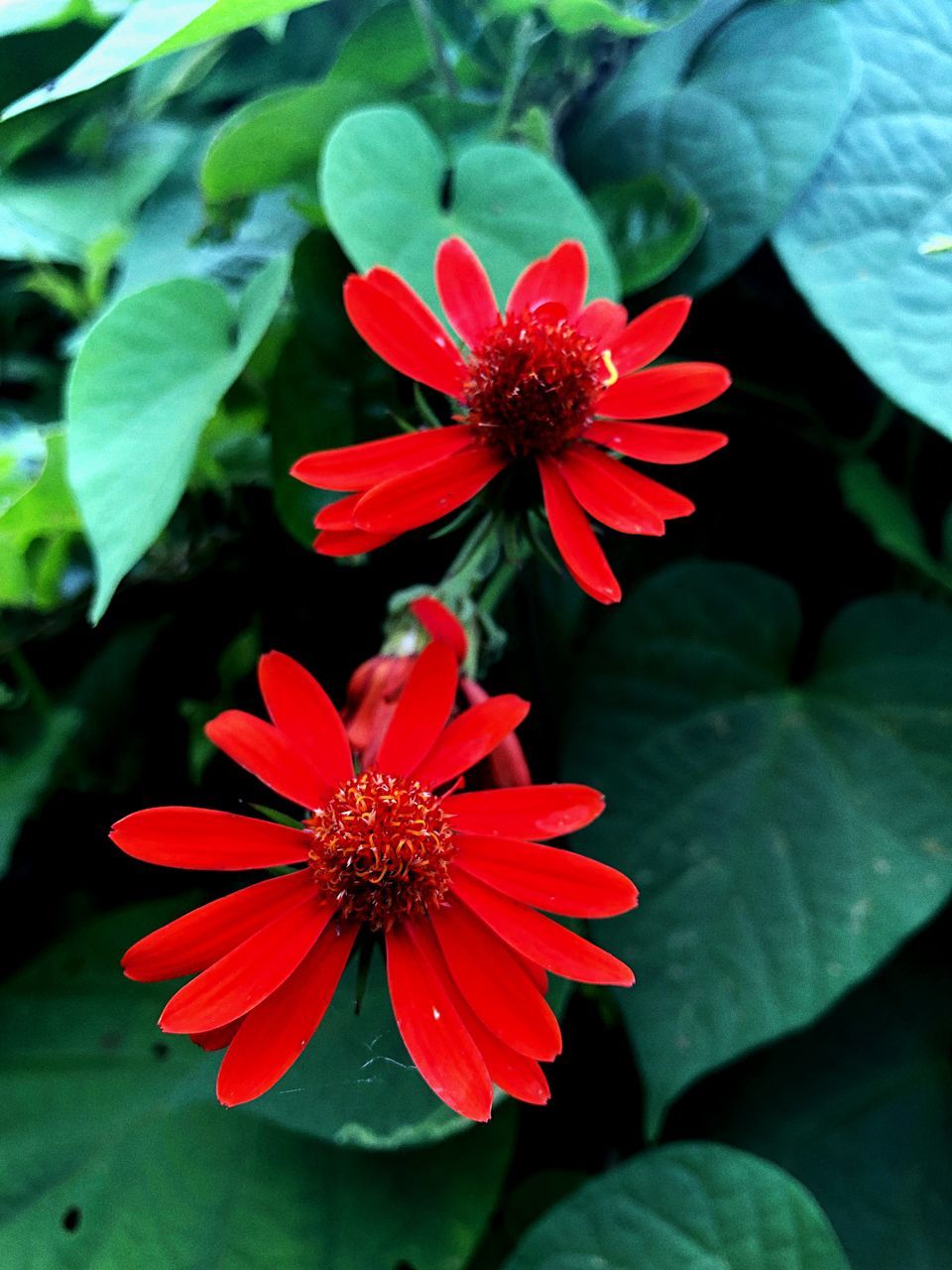 CLOSE-UP OF RED FLOWER WITH GREEN LEAVES