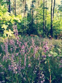 Close-up of purple flowers in forest