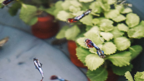 Close-up of insect on flower