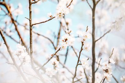 Close-up of cherry blossom on tree branch