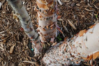 High angle view of crab on plant on field