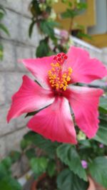 Close-up of pink flower
