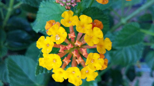 Close-up of yellow flowers blooming outdoors