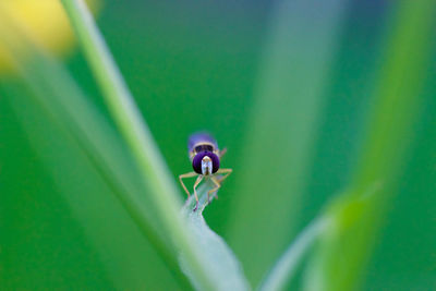 Purple bee on plant