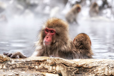 Snow monkeys, japanese macaque, relaxing by the hot spring water in jigokudani monkey park, japan.