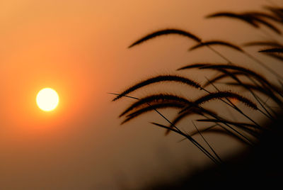 Close-up of silhouette plant against orange sunset sky