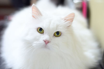 Close-up portrait of cat