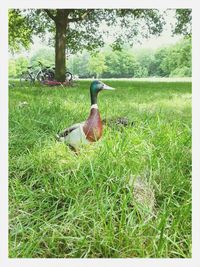 Birds on grassy field