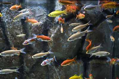 View of fish swimming in sea