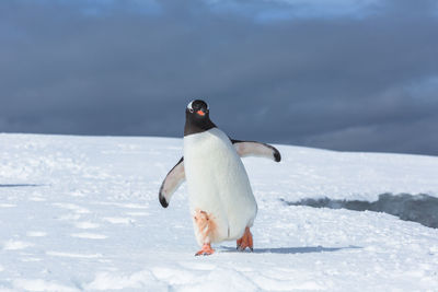 Full length of a bird on snow covered land