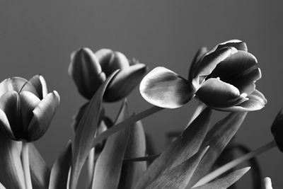 Cropped hand of woman holding flower