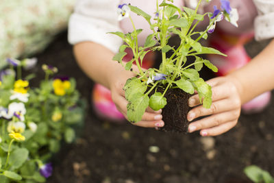 Midsection of person holding purple flowering plant