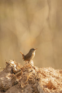 Close-up of bird perching on rock