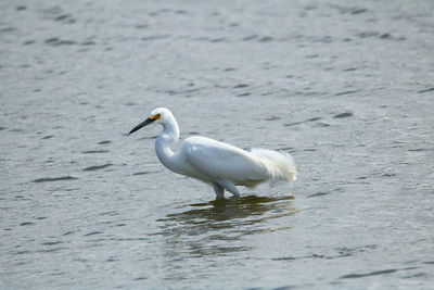 Heron on water