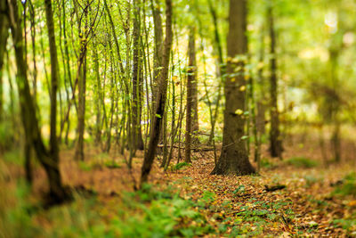 Trees in forest