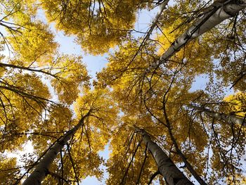 Low angle view of autumnal trees against sky