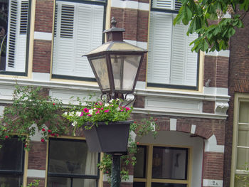 Potted plant on street outside house