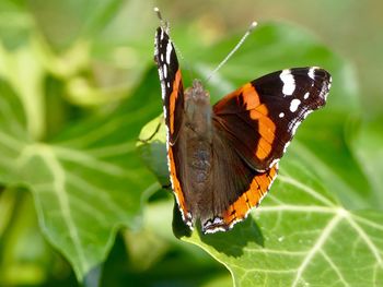 Close-up of butterfly on leaf