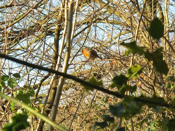 Low angle view of bird perching on tree