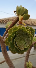 Close-up of succulent plant