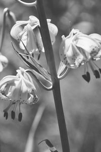 Close-up of flowers against sky