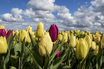 Close-up of yellow tulips