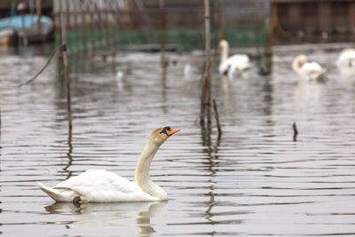 Swans swimming in lake