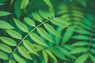 Full frame shot of green leaves
