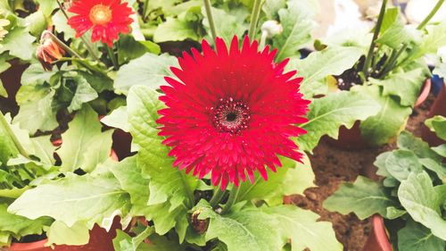 High angle view of red flowers blooming outdoors