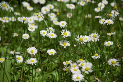 Close-up of white daisy flowers on field