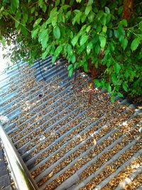 High angle view of plants in water