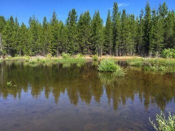 Scenic view of lake in forest