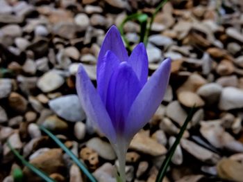 Close-up of purple flowers