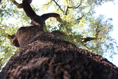 Low angle view of tree against sky