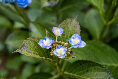 Close-up of purple flowering plant