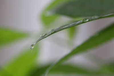 Close-up of water drops on leaf