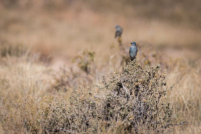 Bird perching on a field