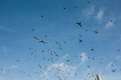 Low angle view of birds flying in sky