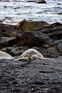 View of lizard on beach