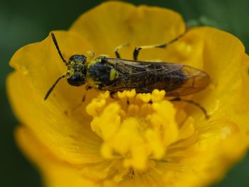 Close-up of insect on yellow flower