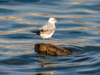 Seagull perching on a sea