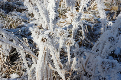 Close-up of frozen plants