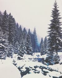 Trees against clear sky during winter