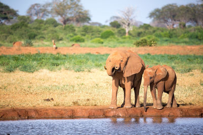 Elephant in a lake