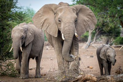 View of elephant