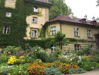 Flowers growing outside house