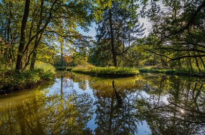 Scenic view of lake amidst trees in forest